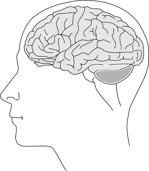 brain anatomy physiology