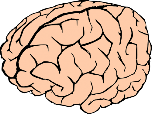 brain human brain knowledge