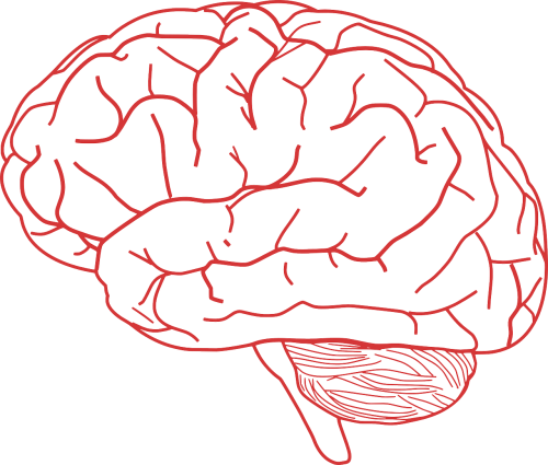 brain human anatomy