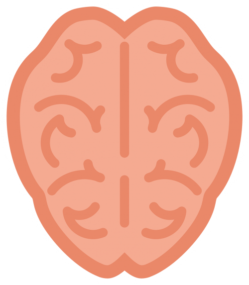 brain human top-view