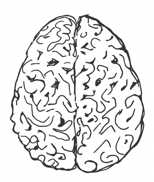 brain hemispheres drawn brain
