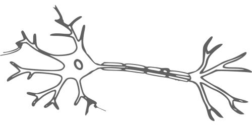 brain neuron nerves
