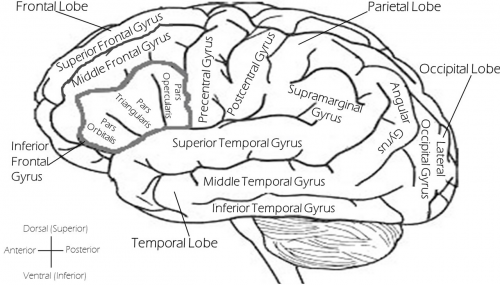 brain labeled brain left brain