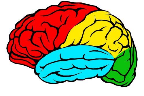 brain lobes colour