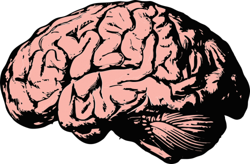 brain think knowledge