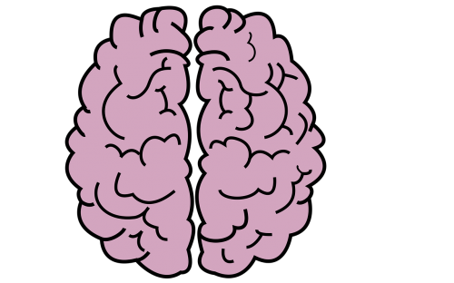 brain organ head