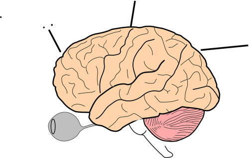 brain science human