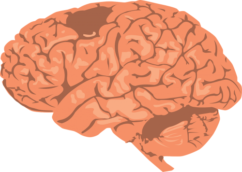 brain human cortex