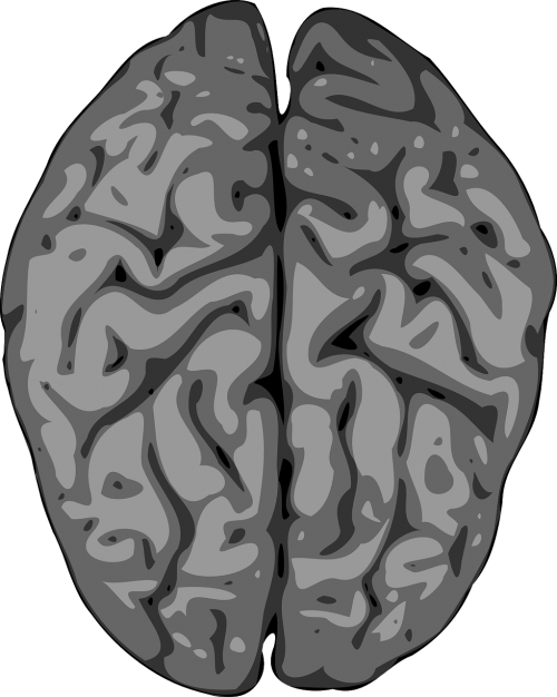 brain cerebellum human