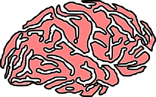 brain human cerebrum