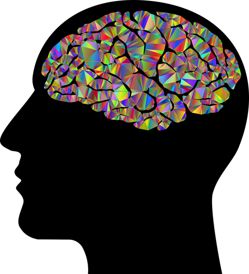 brain  head  human
