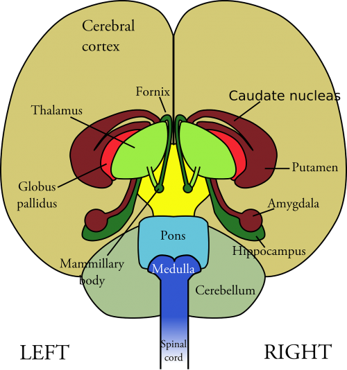 brain diagram medical