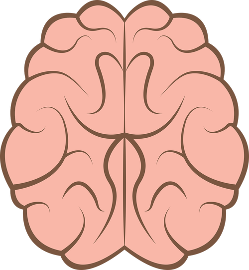 brain  mind  psychology