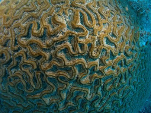 brain coral macro reef