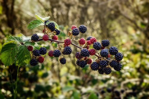 bramble blackberry shrub