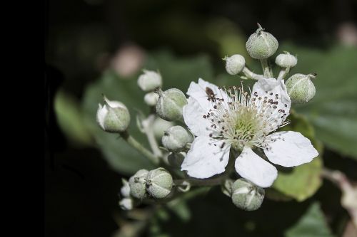 bramble flower white