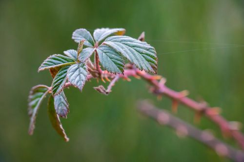 bramble leaves bush