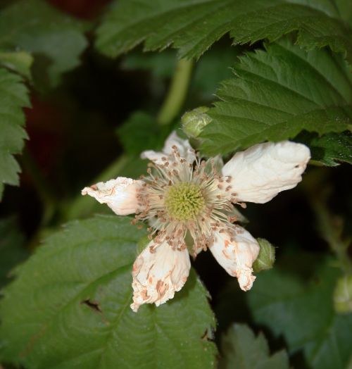 Bramble Blossom