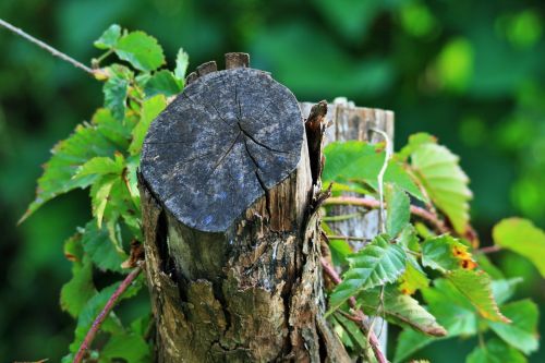 Bramble On Tree Stump