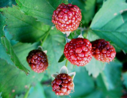 brambles berries fruit