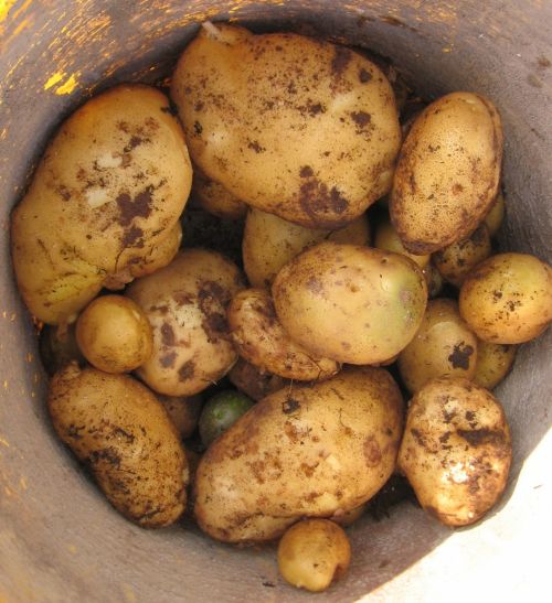 Potatoes In A Bucket