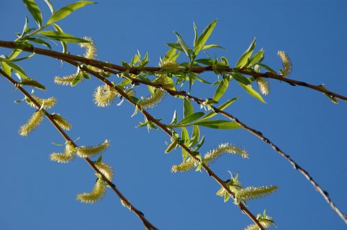 branch tree spring