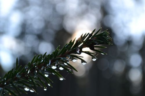 branch drops tree