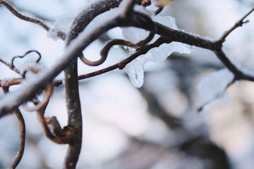 branch icicle snow