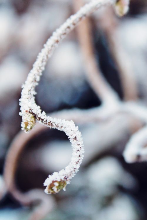 branch frost snow