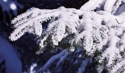 branch conifer branch conifer