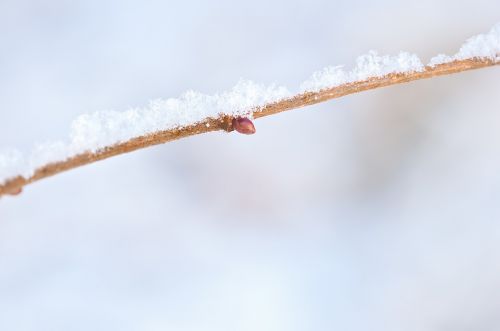 branch snowy eiskristalle