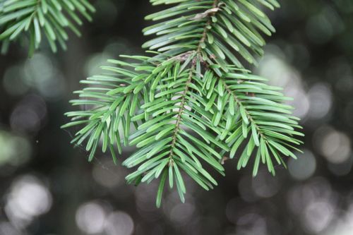 branch fir fir branch