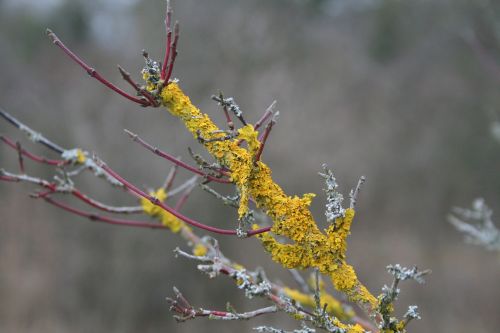 branch moss yellow
