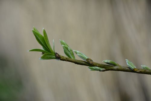 branch spring nature
