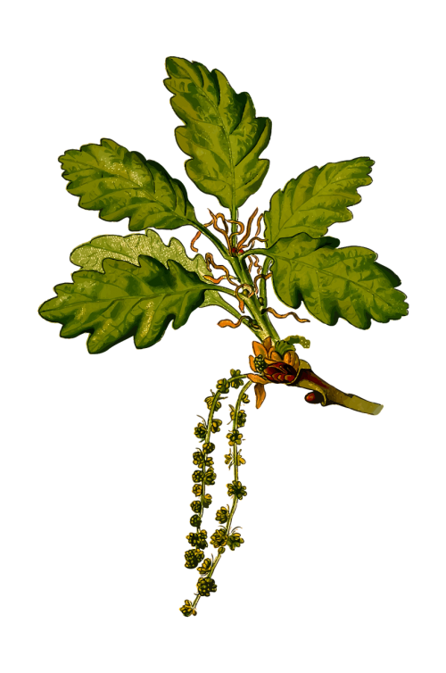 branch cornish deciduous