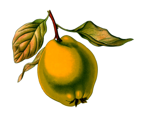 branch deciduous fruit