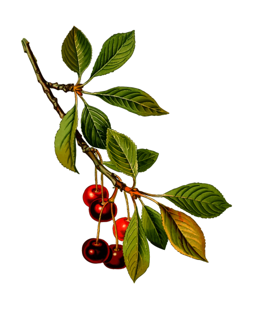 branch cherry deciduous