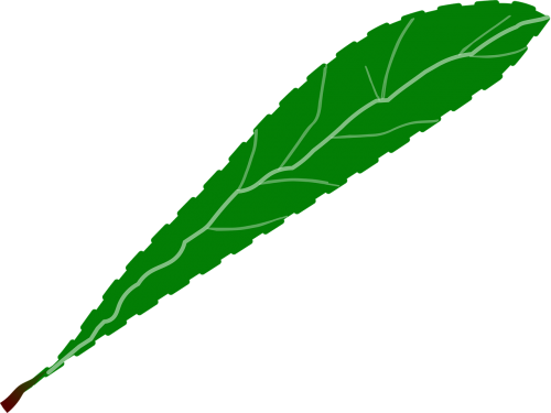 branch foliage green