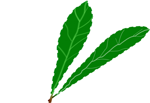 branch foliage green