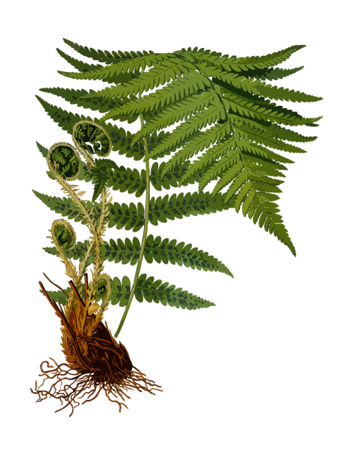 branch fern forest