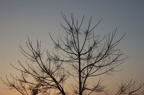 branch decoration silhouette