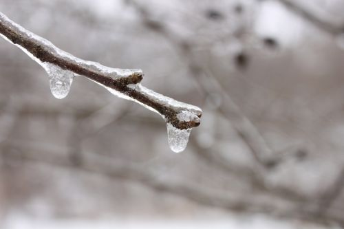 branch ice icicles