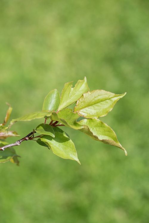 branch leaves branch leaves