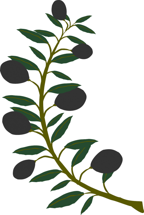 branch olive plant