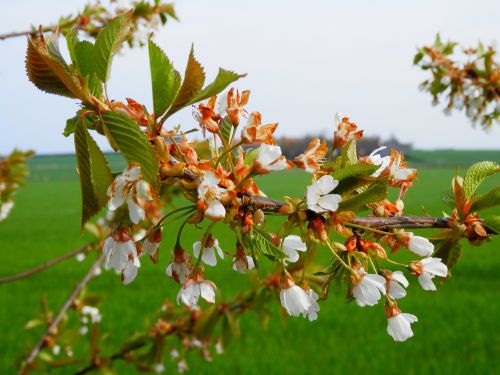 branch flowering tree