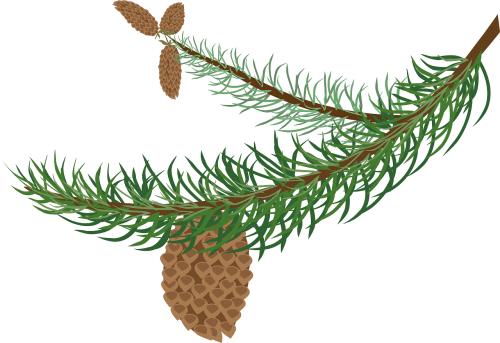 branch cones fir