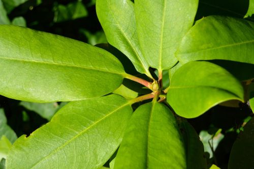 branch leaf flowers