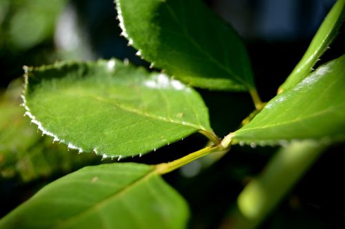 branch leaf flowers