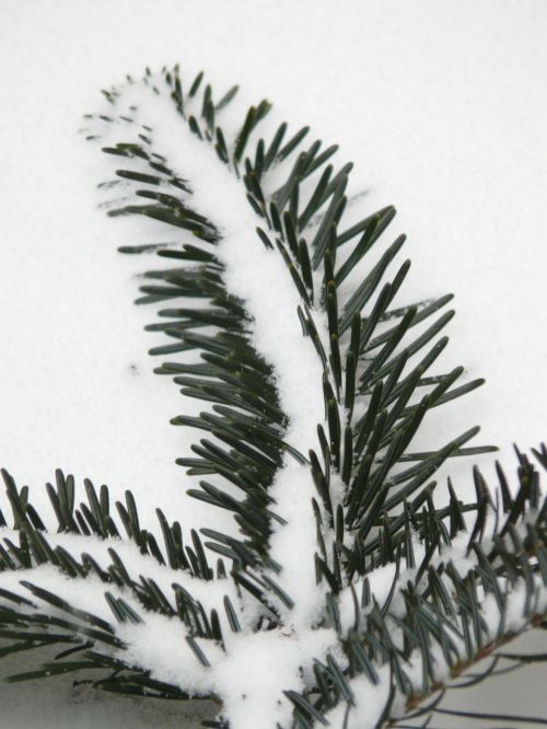 branch tannenzweig pine needles