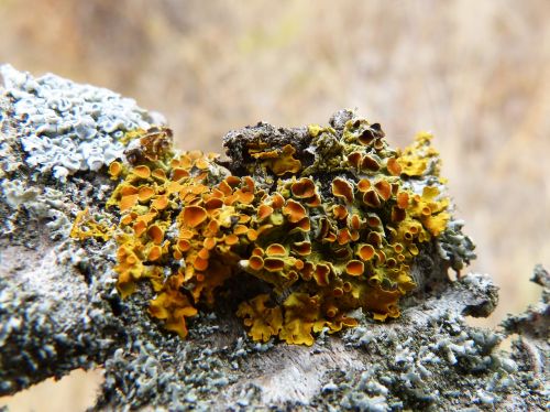 branch lichen lichens